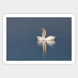 Swan pair Sticker